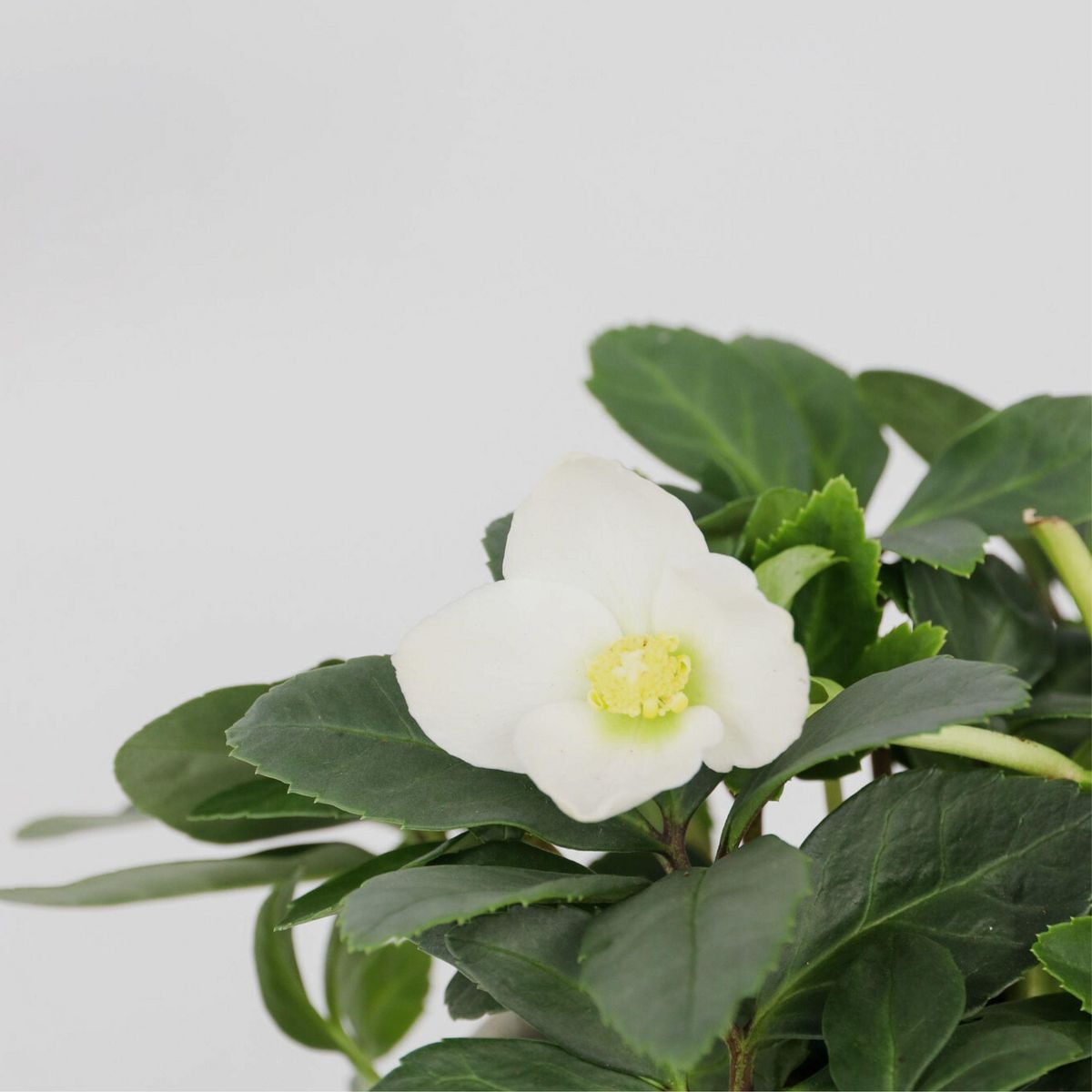PLANT IN A BOX Rose de Noël - Set de 3 - Helleborus niger 'Mont Blanc' - H20-30cm - ⌀12cm