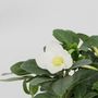 Voir la diapositive 3 : PLANT IN A BOX Rose de Noël - Set de 3 - Helleborus niger 'Mont Blanc' - H20-30cm - ⌀12cm