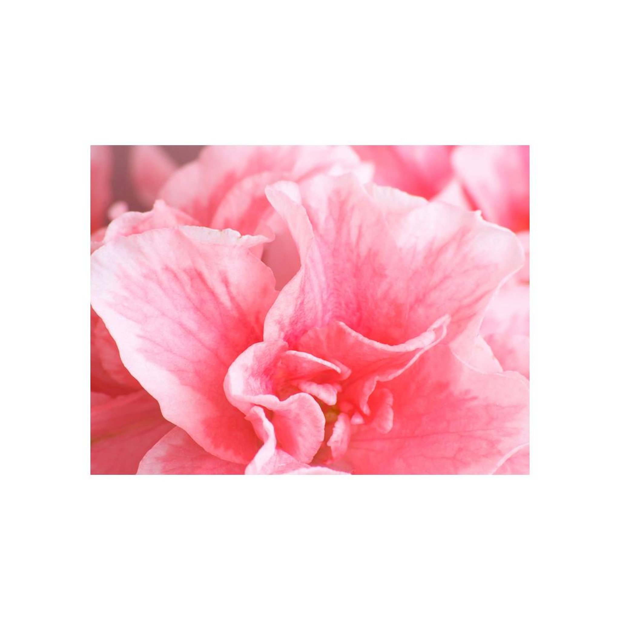 Voir la diapositive 2 : Paris Prix Papier Peint  Fleurs Roses de l'azalée