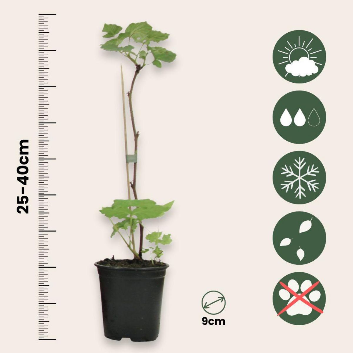 PLANT IN A BOX Framboisier - Set de 6 - Rubus ideaus 'Autumn Bliss' - Hauteur 25-40cm - ⌀9cm