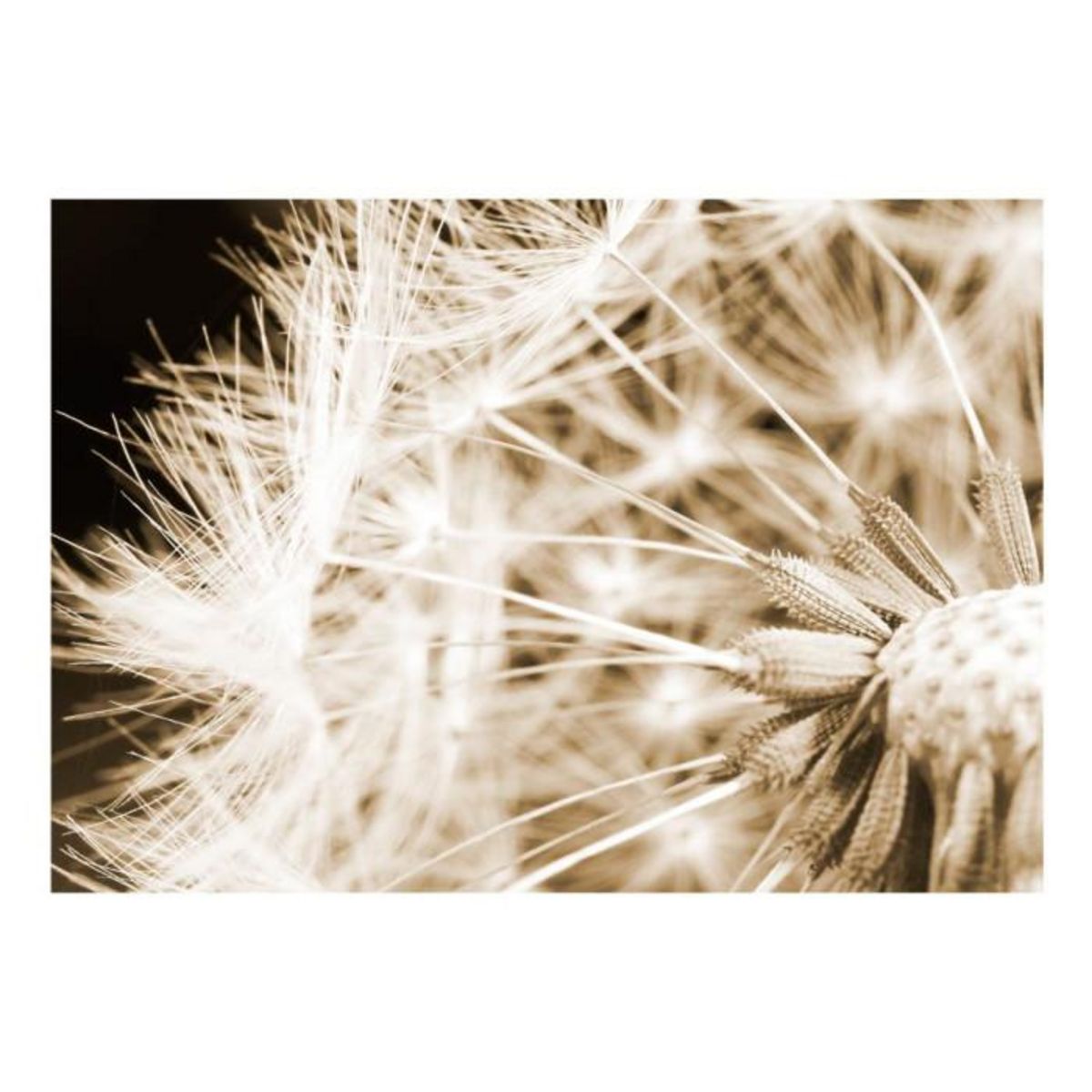 Paris Prix Papier Peint  Dandelion Sepia