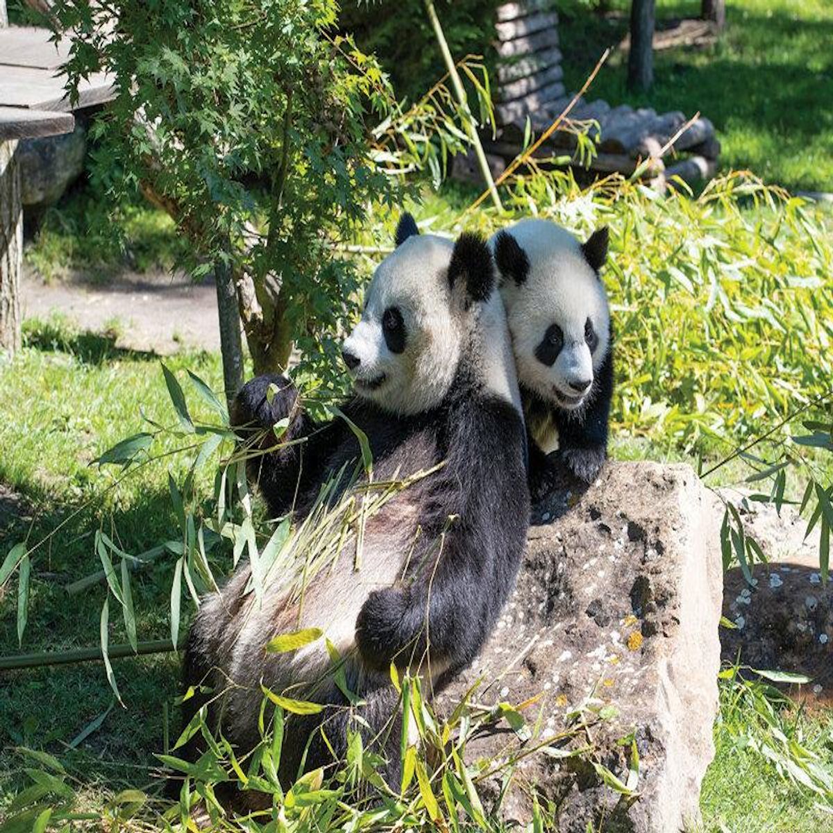 Smartbox Séjour de 2 jours au ZooParc de Beauval en 2026 - Coffret Cadeau Séjour