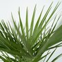 Voir la diapositive 3 : PLANT IN A BOX Palmier nain - Set de 2 - Chamaerops humilis - Hauteur 50-60cm - ⌀15cm