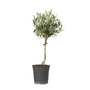 Voir la diapositive 1 : PLANT IN A BOX Olivier - Olea europaea - Hauteur 45-55cm - ⌀14cm