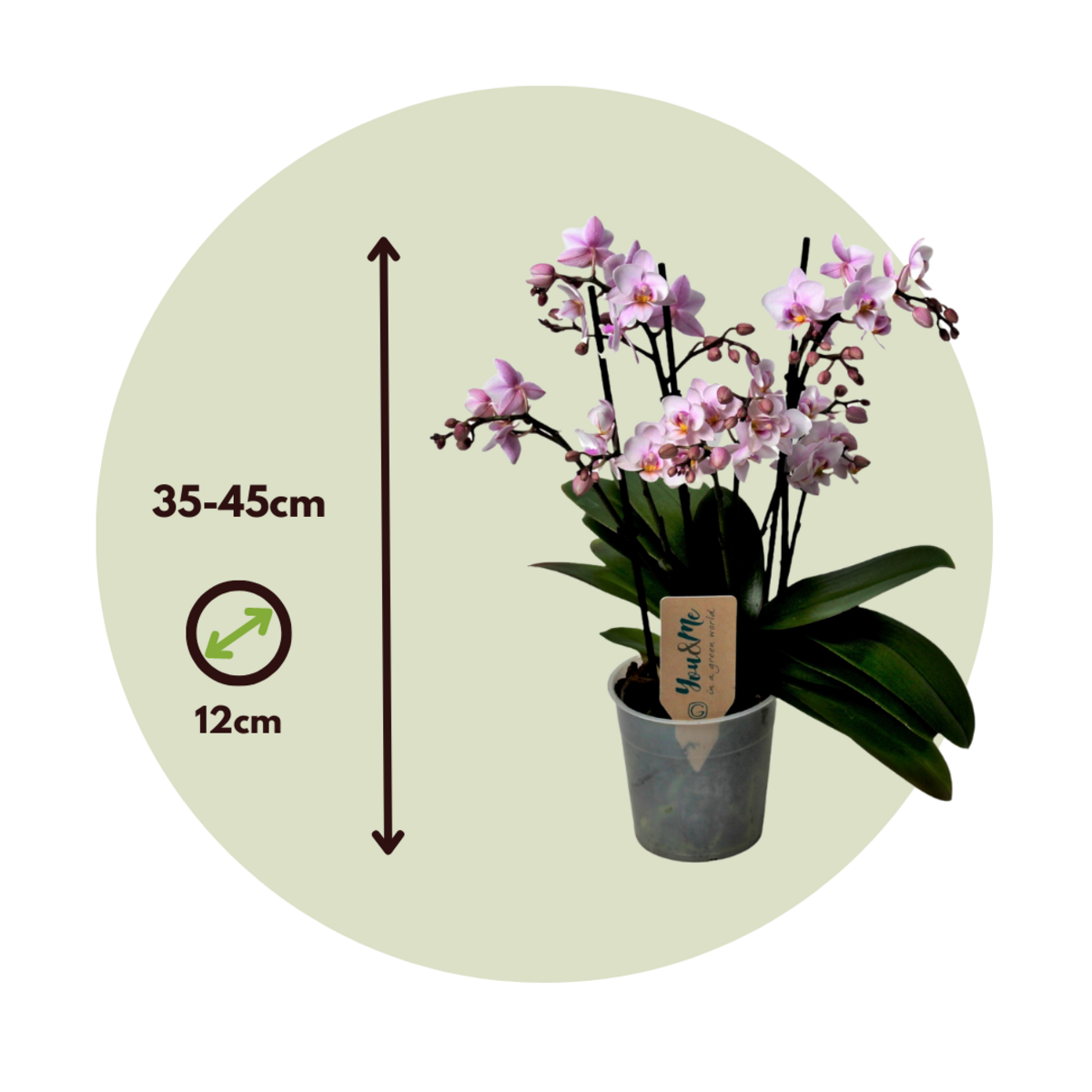 PLANT IN A BOX Orchidée papillon - Phalaenopsis Multiflora - Hauteur 35-45cm - ⌀12cm