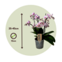 Voir la diapositive 2 : PLANT IN A BOX Orchidée papillon - Phalaenopsis Multiflora - Hauteur 35-45cm - ⌀12cm