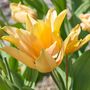 Voir la diapositive 3 : PLANT IN A BOX Tulipe - Set de 40 - Tulipa 'Prastants Shogun' - Bulbes à fleurs - Orange
