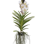 PLANT IN A BOX Orchidée - Vanda 'White' - Hauteur 55-65cm