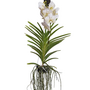 Voir la diapositive 1 : PLANT IN A BOX Orchidée - Vanda 'White' - Hauteur 55-65cm
