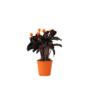 Voir la diapositive 1 : PLANT IN A BOX Calathée - Calathea crocata 'Tassmania' - Hauteur 40-50cm - ⌀14cm