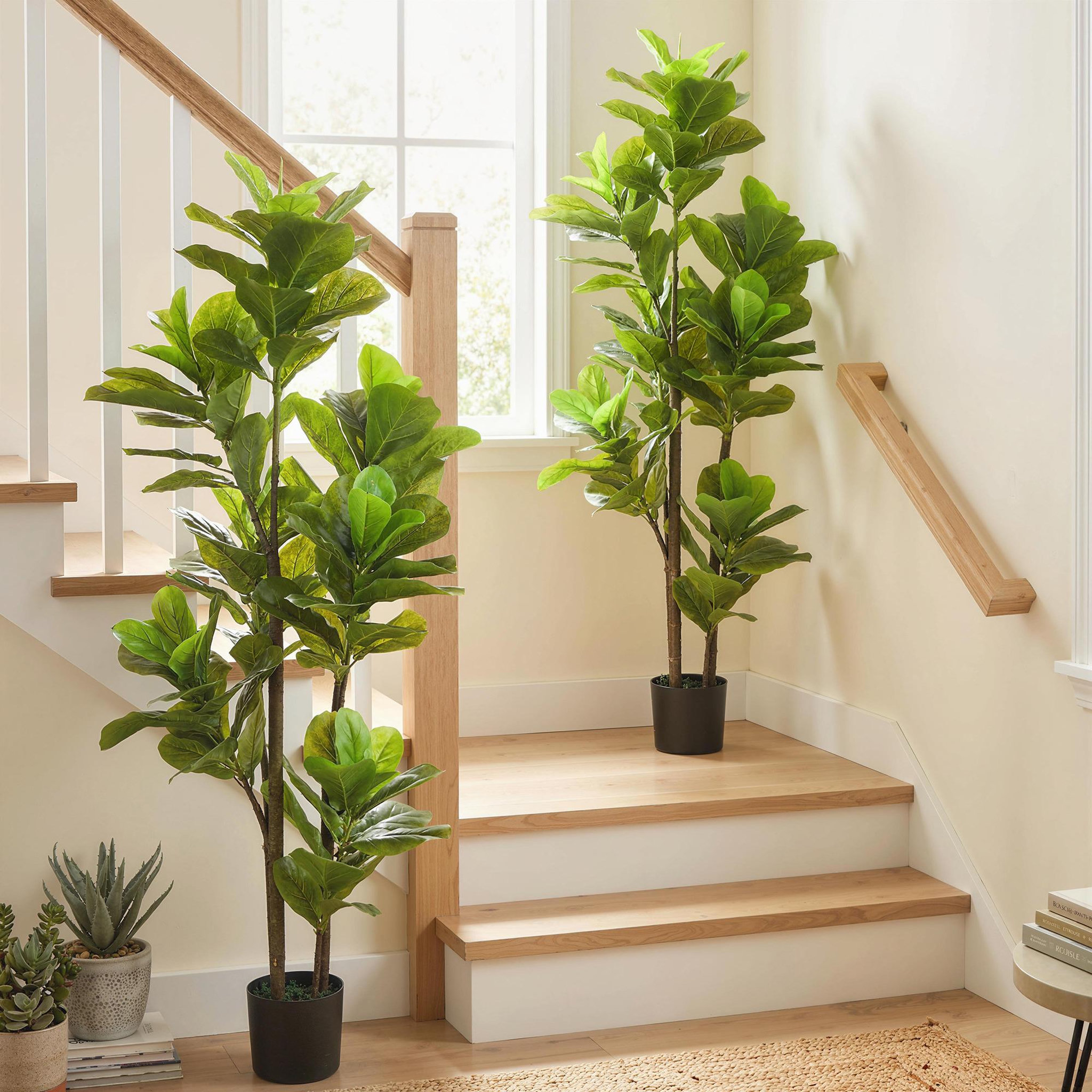 Voir la diapositive 6 : HOMCOM Ficus Lutea artificiels 1,50H m - lot de 2 ficus artificiels - 120 feuilles réalistes par pied - pot inclus noir vert