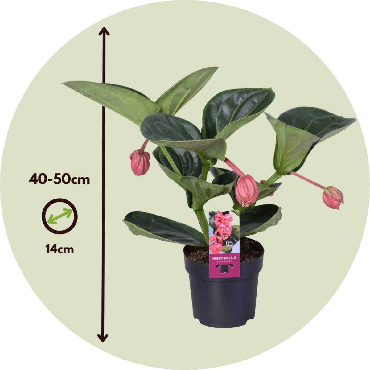 PLANT IN A BOX Medinille magnifique - Medinilla magnifica - Hauteur 40-50cm - ⌀14cm