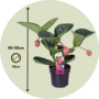 Voir la diapositive 2 : PLANT IN A BOX Medinille magnifique - Medinilla magnifica - Hauteur 40-50cm - ⌀14cm