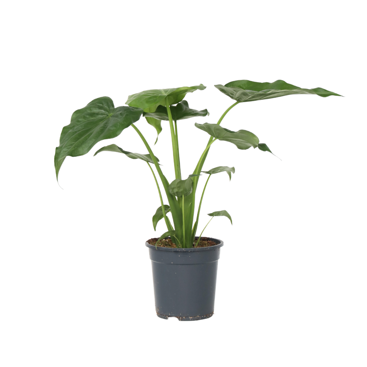 PLANT IN A BOX Plante éléphant - Alocasia 'Cucullata' - Hauteur 70-80cm - ⌀19cm