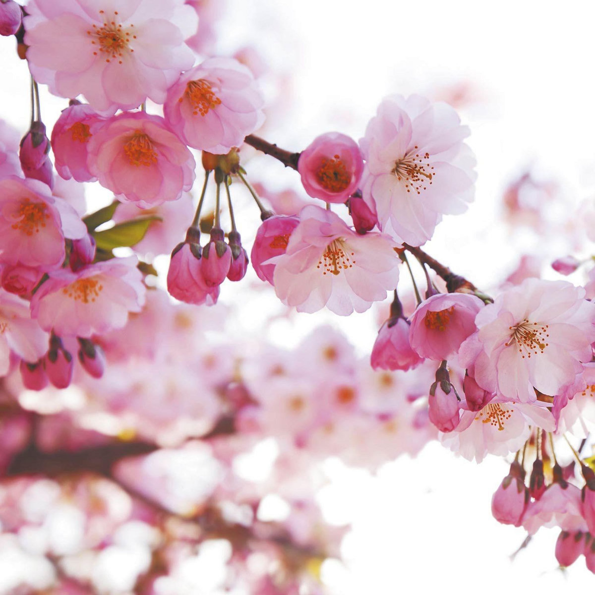 Graine créative Parfum pour savon - Fleur de cerisier 27 ml