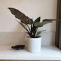 Voir la diapositive 4 : PLANT IN A BOX Plante verte - Philodendron 'Imperial Red' - Hauteur 50cm - ⌀19cm