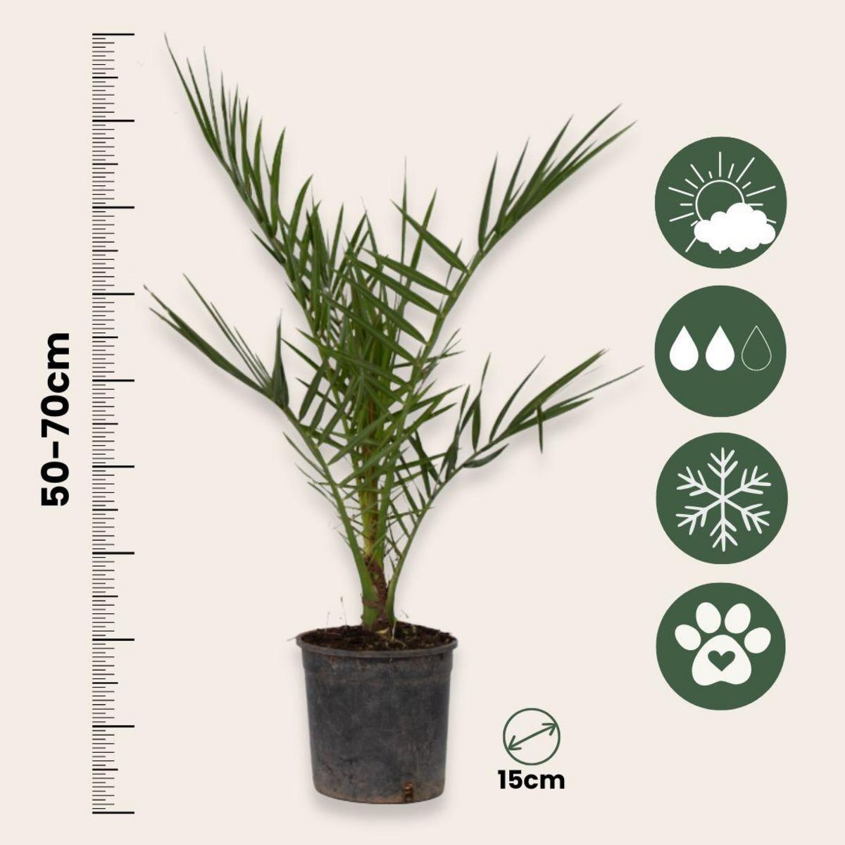 PLANT IN A BOX Mélange de palmiers d'extérieur - Set de 6 - Hauteur 50-70cm - ⌀15cm