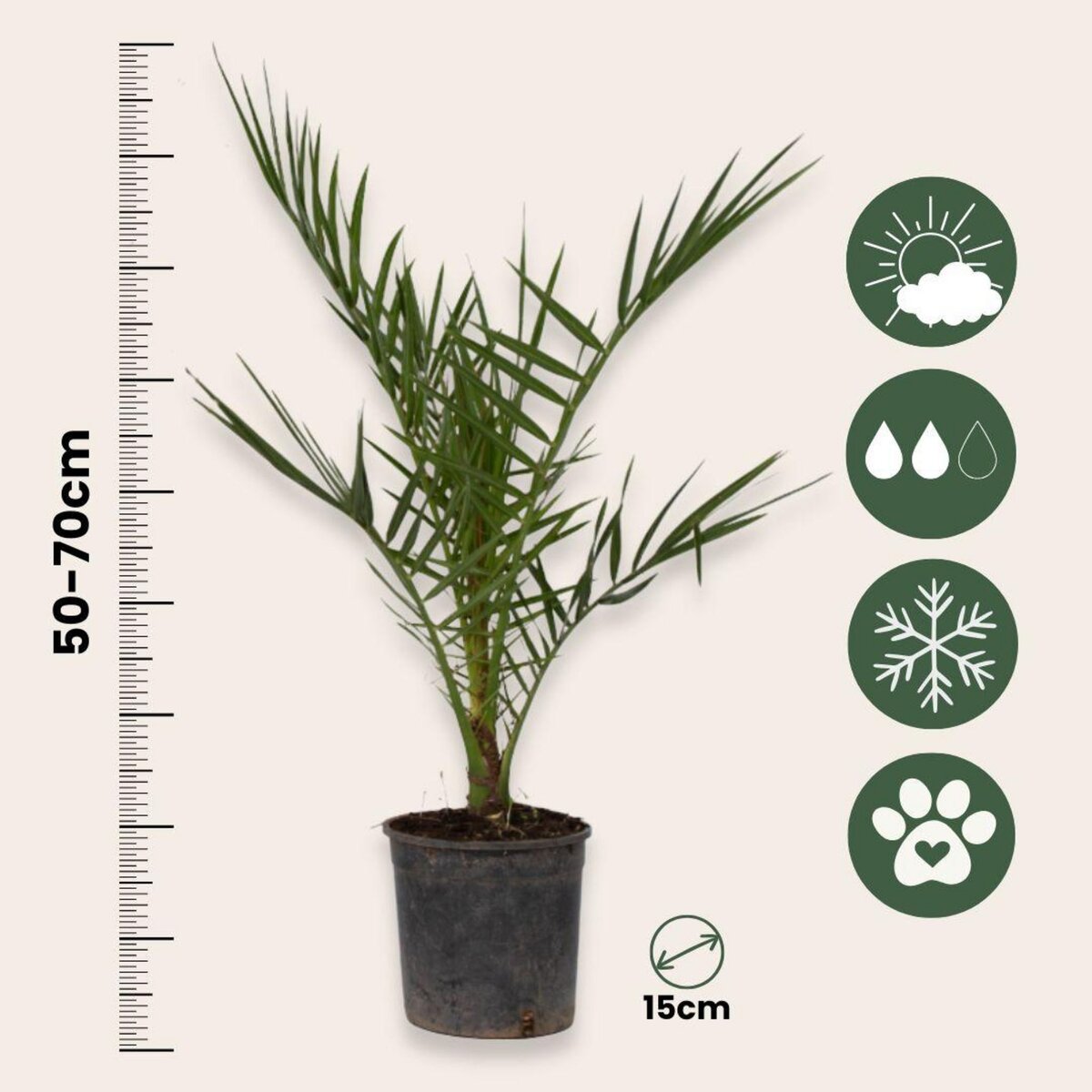 PLANT IN A BOX Mélange de palmiers d'extérieur - Set de 6 - Hauteur 50-70cm - ⌀15cm