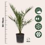 Voir la diapositive 2 : PLANT IN A BOX Mélange de palmiers d'extérieur - Set de 6 - Hauteur 50-70cm - ⌀15cm
