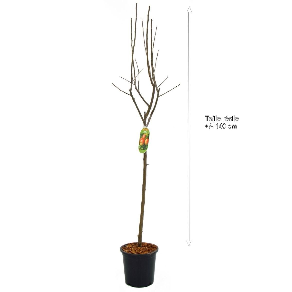 Pommier reine des reinettes