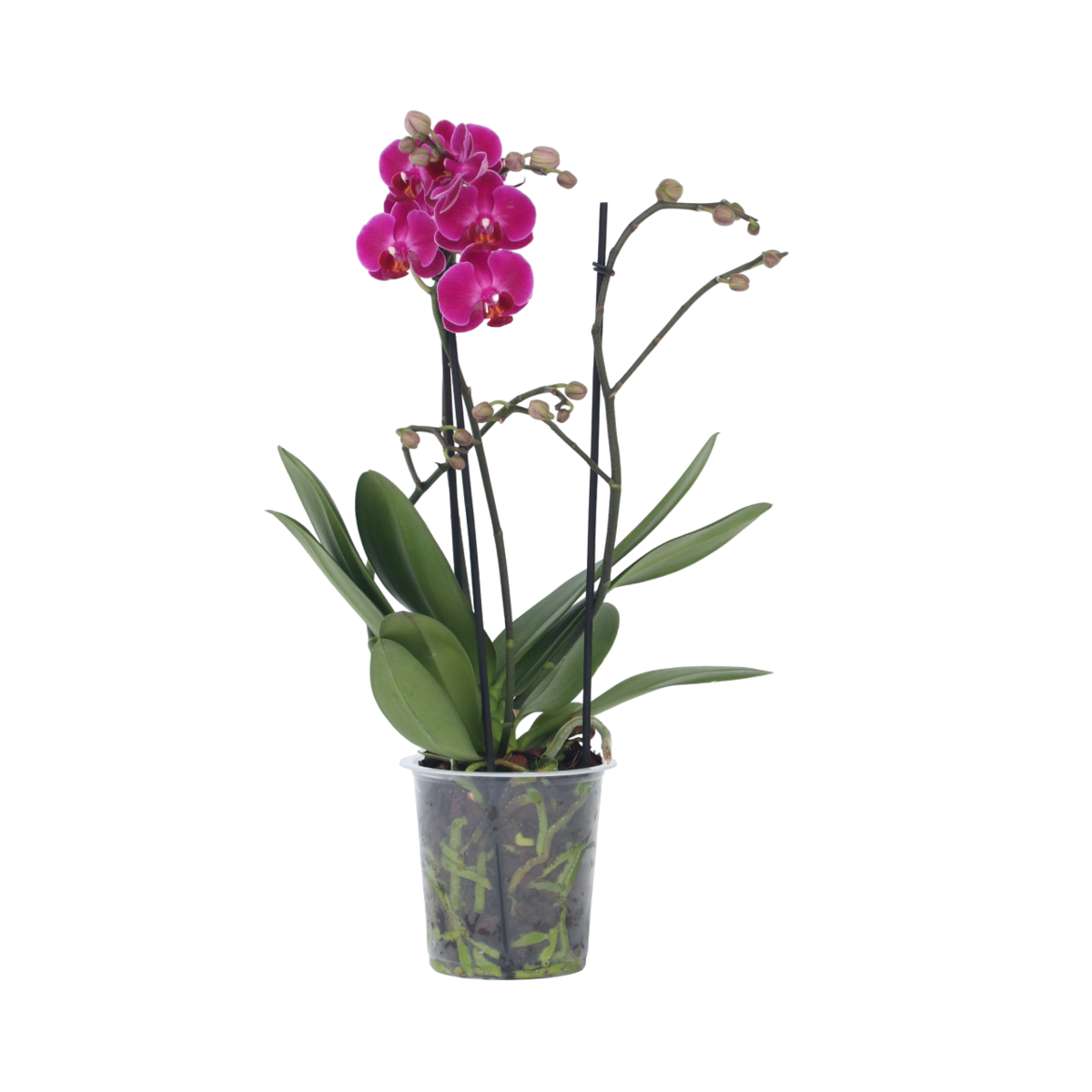 PLANT IN A BOX Orchidée papillon - Phalaenopsis Multiflora - Hauteur 35-45cm - ⌀12cm