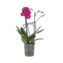 Voir la diapositive 1 : PLANT IN A BOX Orchidée papillon - Phalaenopsis Multiflora - Hauteur 35-45cm - ⌀12cm