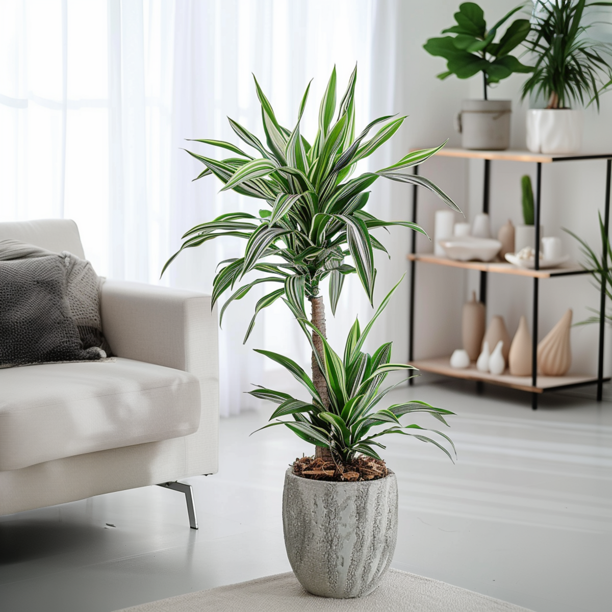 PLANT IN A BOX Dragonnier - Dracaena deremensis 'White Stripe' - Hauteur 60-70cm - ⌀17cm