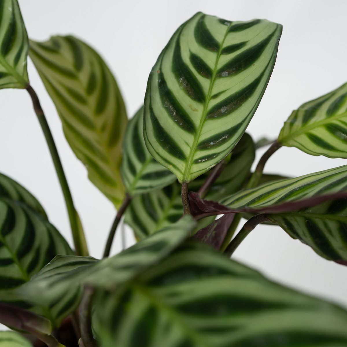 PLANT IN A BOX Plante Dormeuse - Set de 2 - Ctenanthe 'Amagris' - Hauteur 20-30cm - ⌀12cm