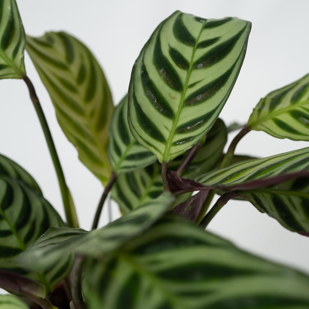 PLANT IN A BOX Plante Dormeuse - Set de 2 - Ctenanthe 'Amagris' - Hauteur 20-30cm - ⌀12cm