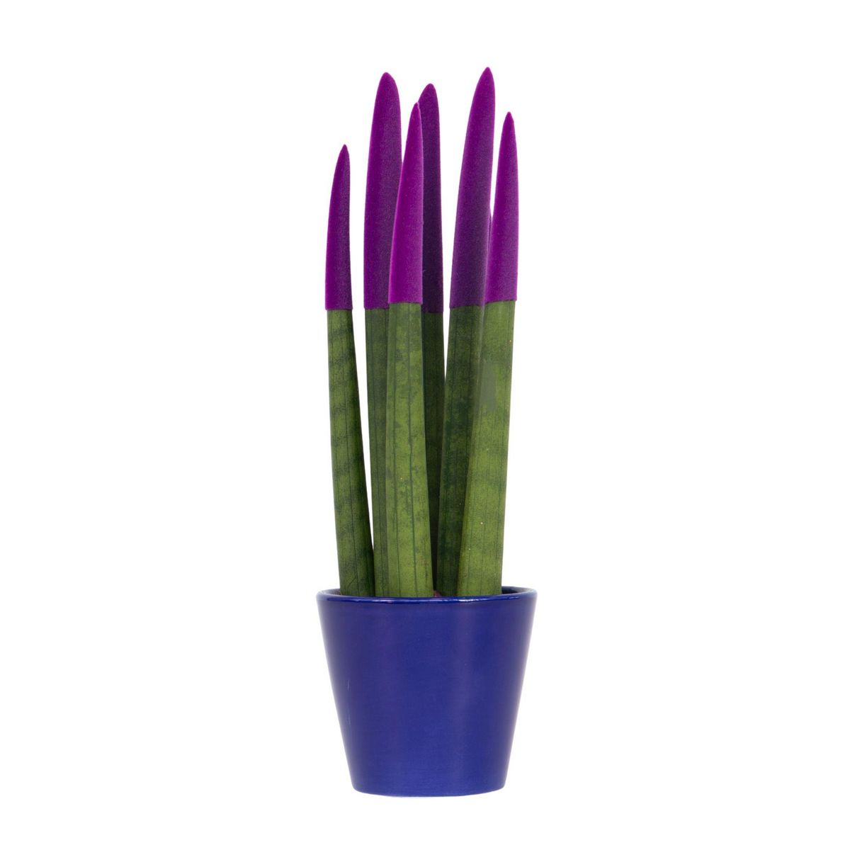 PLANT IN A BOX Sansevieria cylindrique - Hauteur 20-40cm - Pot 9cm