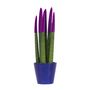Voir la diapositive 1 : PLANT IN A BOX Sansevieria cylindrique - Hauteur 20-40cm - Pot 9cm