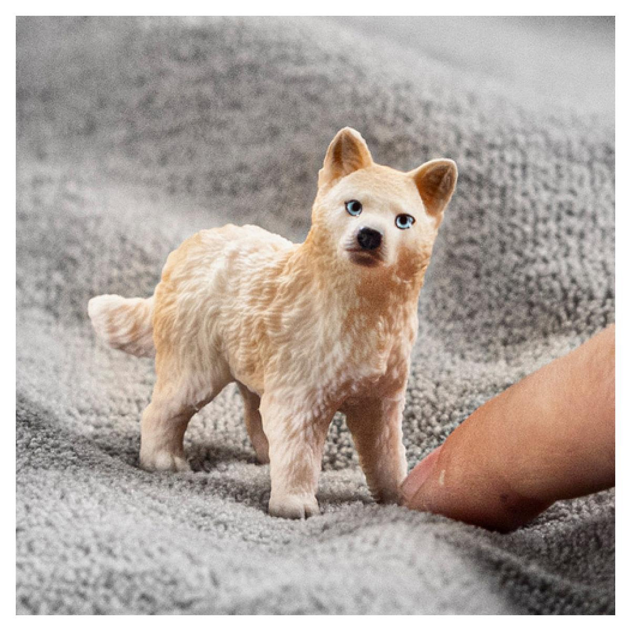 Voir la diapositive 2 : Schleich 14881 figurine Louveteau Arctique
