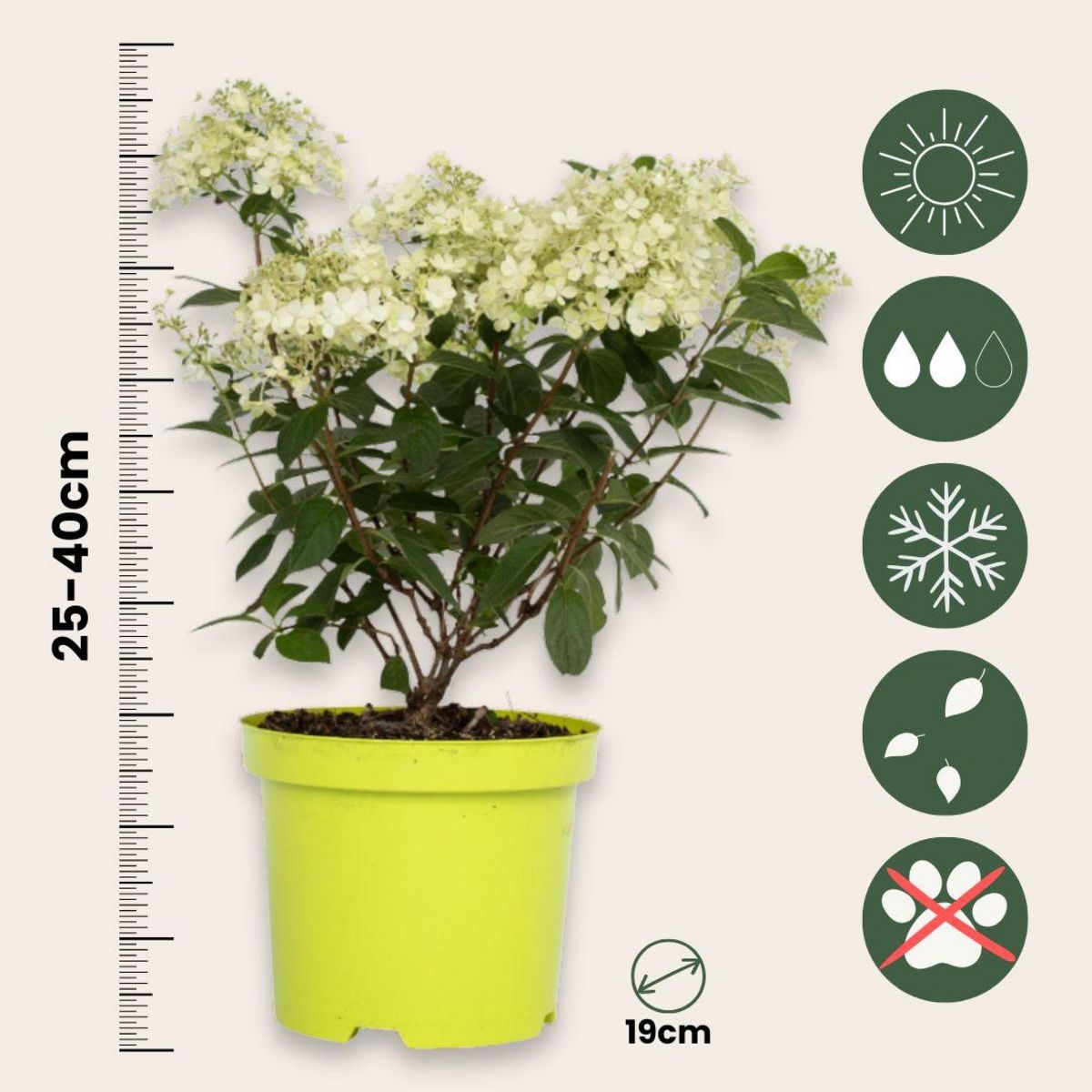 PLANT IN A BOX Hortensia - Set de 2 - Hydrangea paniculata 'Bobo' - Hauteur 25-40cm - ⌀19cm