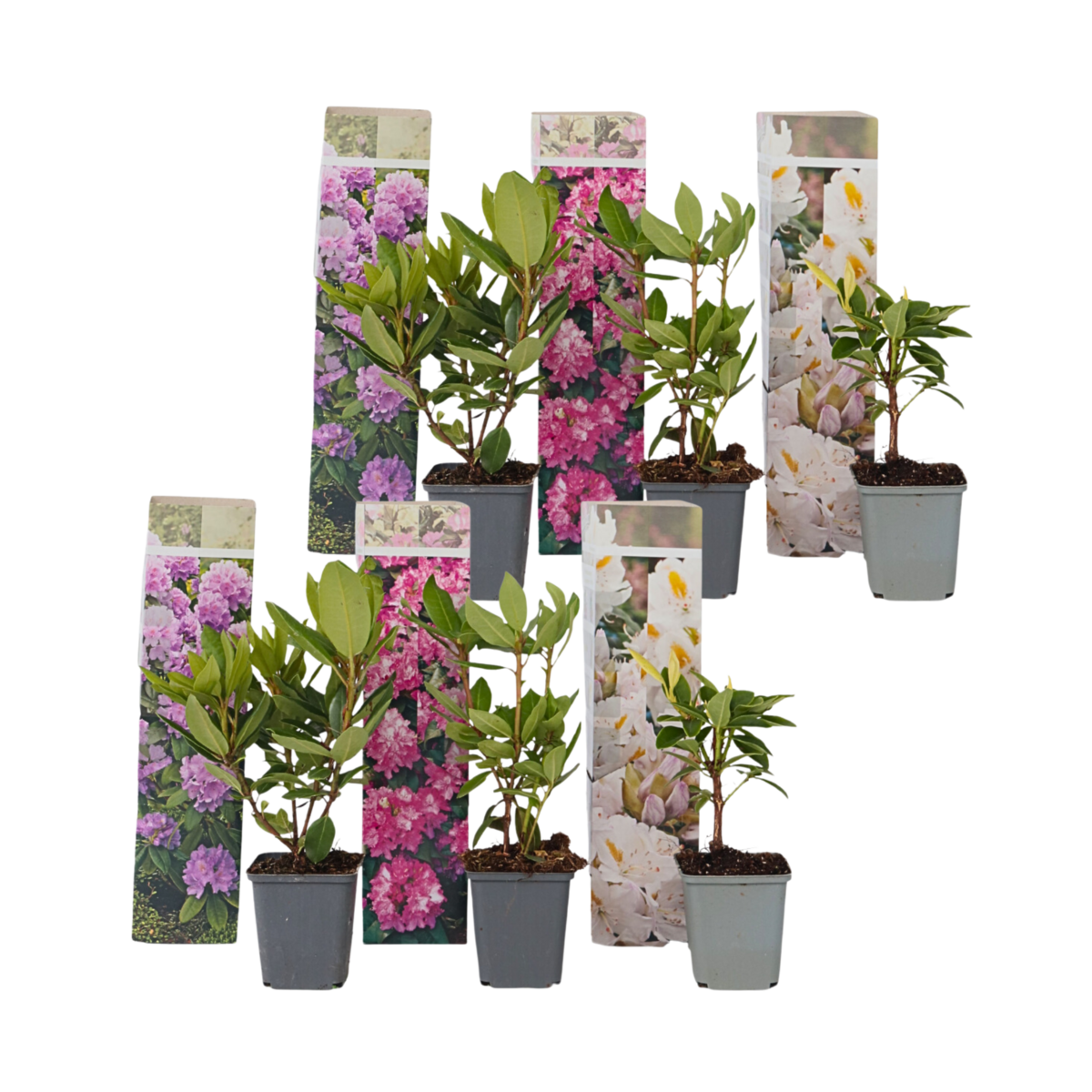 PLANT IN A BOX Buisson à fleurs - Set de 6 - Rhododendron catawbiense - Hauteur 25-40cm - ⌀9cm