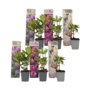 Voir la diapositive 1 : PLANT IN A BOX Buisson à fleurs - Set de 6 - Rhododendron catawbiense - Hauteur 25-40cm - ⌀9cm