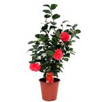 PLANT IN A BOX Camélia - Camellia japonica 'Lady Campbell' - Hauteur 60-70cm - ⌀19cm