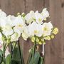 Voir la diapositive 3 : PLANT IN A BOX Orchidée en panier blanc - Phalaenopsis - Hauteur 40–50cm - ⌀28cm