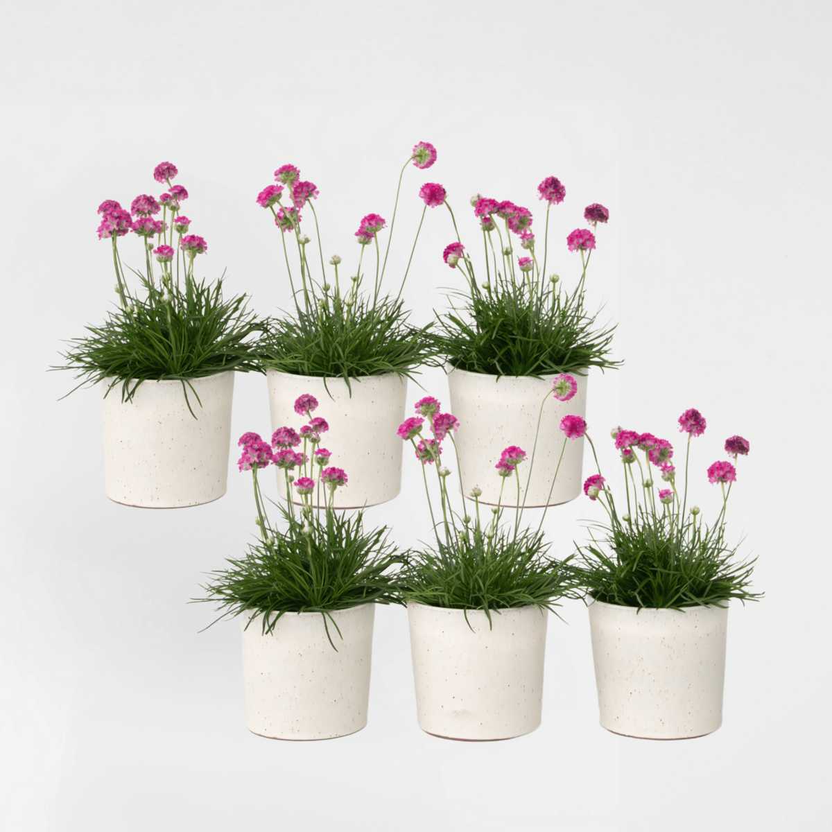 PLANT IN A BOX Oeillet des sables - Set de 6 - Armeria maritima 'Deep Rose' - H20-30cm - ⌀12cm