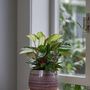 Voir la diapositive 4 : PLANT IN A BOX Plante Dormeuse - Ctenanthe 'Amagris' - Hauteur 20-30cm - ⌀12cm
