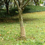 Voir la diapositive 1 : VIDAXL Rouleau de jute 0,25x10 m 100 % jute 200 g/m²