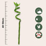 Voir la diapositive 2 : PLANT IN A BOX Lucky Bamboo - Set de 12 - Dracaena sanderiana - Hauteur 40-50cm - ⌀2cm