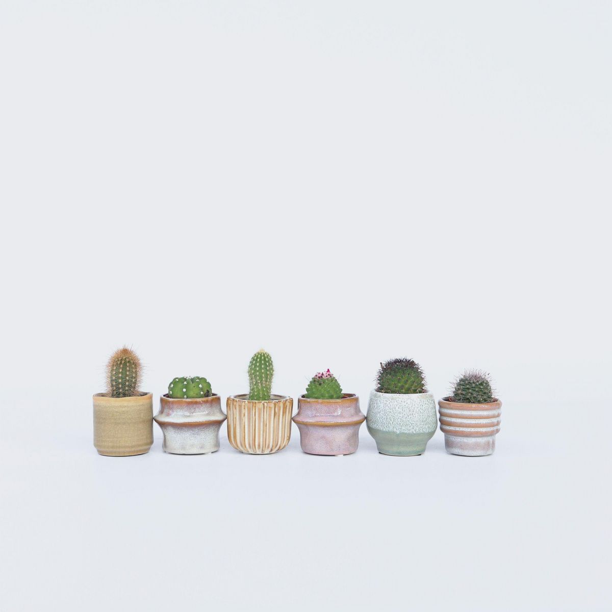 PLANT IN A BOX Mélange de mini cactus - Set de 6 - Cactus - Hauteur 5-10cm - ⌀5,5cm