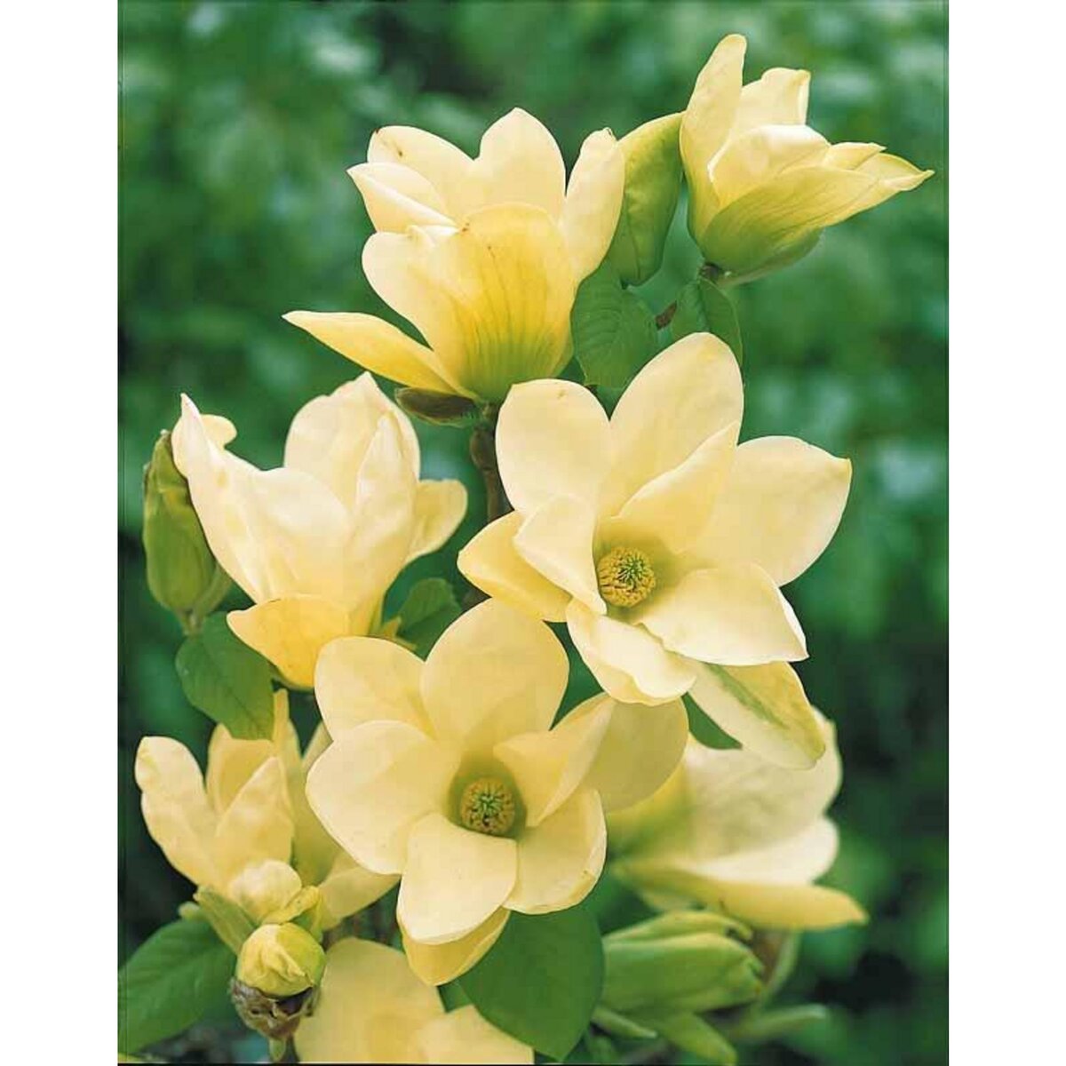  Magnolia Yellow Lantern - Le pot / 2L / Hauteur livrée 25-30cm - Willemse