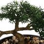 Voir la diapositive 2 : ATMOSPHERA Plante Artificielle en Pot  Bonsai  23cm Vert