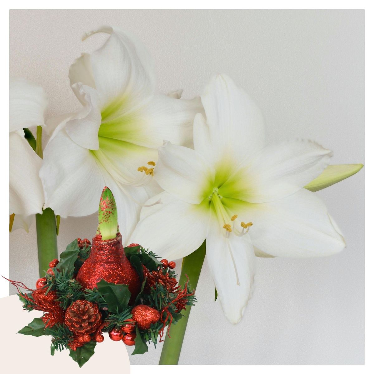 PLANT IN A BOX Amaryllis - Hippeastrum 'Couronne de Noël' - Rouge