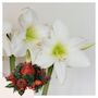 Voir la diapositive 6 : PLANT IN A BOX Amaryllis - Hippeastrum 'Couronne de Noël' - Rouge
