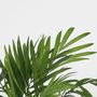 Voir la diapositive 3 : PLANT IN A BOX Palmiers d'intérieur - Set de 4 - Dypsis, Chamaedorea - Hauteur 25-40cm - ⌀12cm