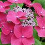 Voir la diapositive 3 : PLANT IN A BOX Hortensia - Set de 6 - Hydrangea macrophylla teller 'Red Bull' - H25-40cm - ⌀9cm