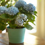 Voir la diapositive 5 : PLANT IN A BOX Hortensia - Set de 6 - Hydrangea macrophylla teller 'Nizza' - H25-40cm - ⌀9cm