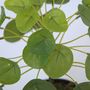 Voir la diapositive 3 : PLANT IN A BOX Pilea Peperomioides artificiel - Hauteur 30cm